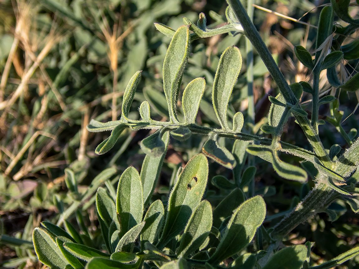 Image of Centaurea salonitana specimen.