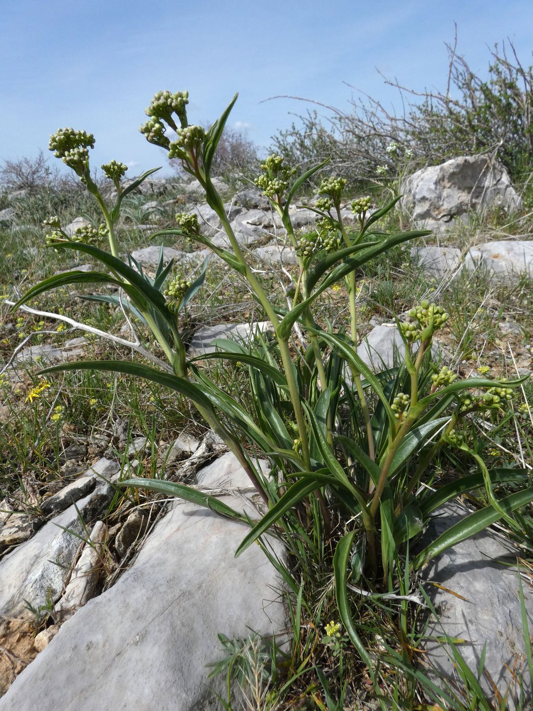 Image of Stubendorffia lipskyi specimen.