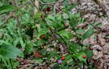 Ruscus colchicus. Верхушка плодоносящего растения. Краснодарский край, Сочи, Хостинский р-н, Агурское ущ., широколиственный лес. 14.03.2025.