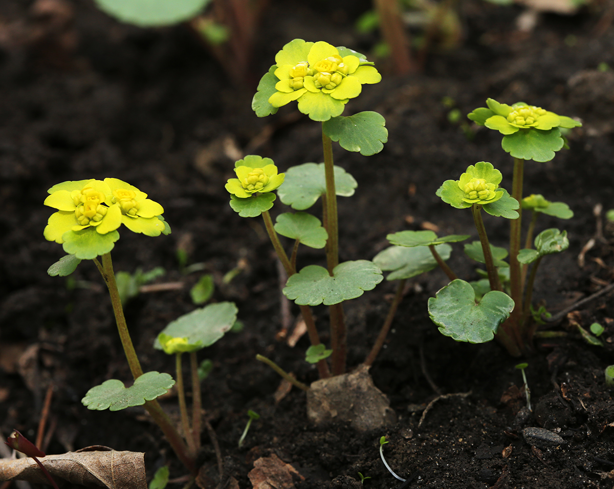 Изображение особи Chrysosplenium sibiricum.