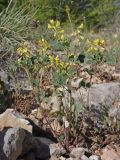 Trigonella strangulata