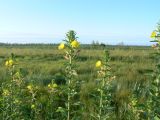 Oenothera villosa