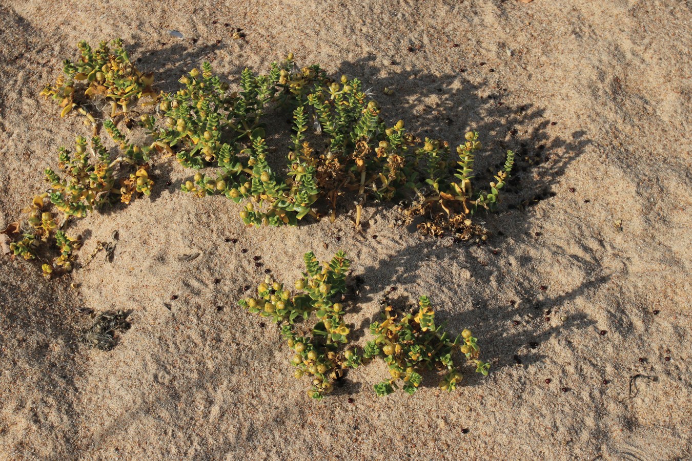 Image of Honckenya peploides specimen.