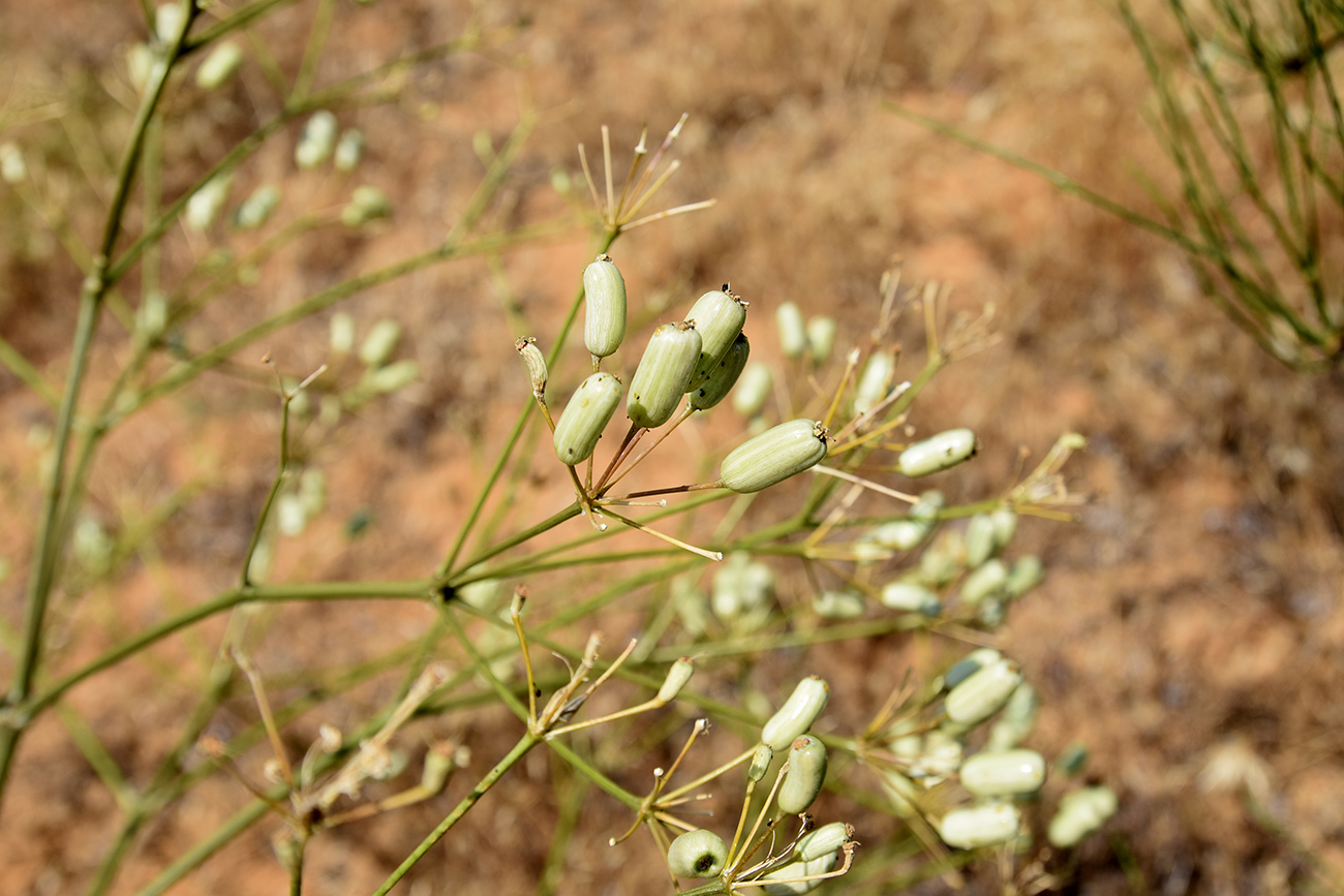 Image of Prangos odontalgica specimen.