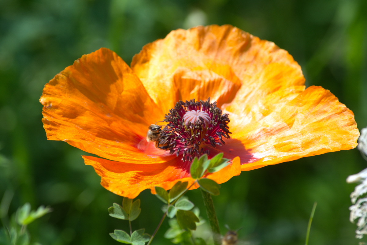 Image of genus Papaver specimen.