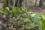 Helleborus caucasicus