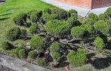 род Juniperus. Взрослое растение. Калининградская обл., г. Калининград, в культуре. 29.06.2025.