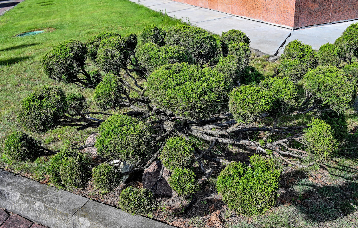 Image of genus Juniperus specimen.