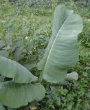 Ligularia macrophylla