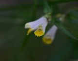 Melampyrum pratense. Цветок. Ярославская обл., Мышкинский р-н, окр. дер. Борок, сосновый лес. 12 июля 2025 г.