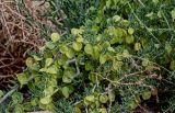 Zygophyllum xanthoxylum