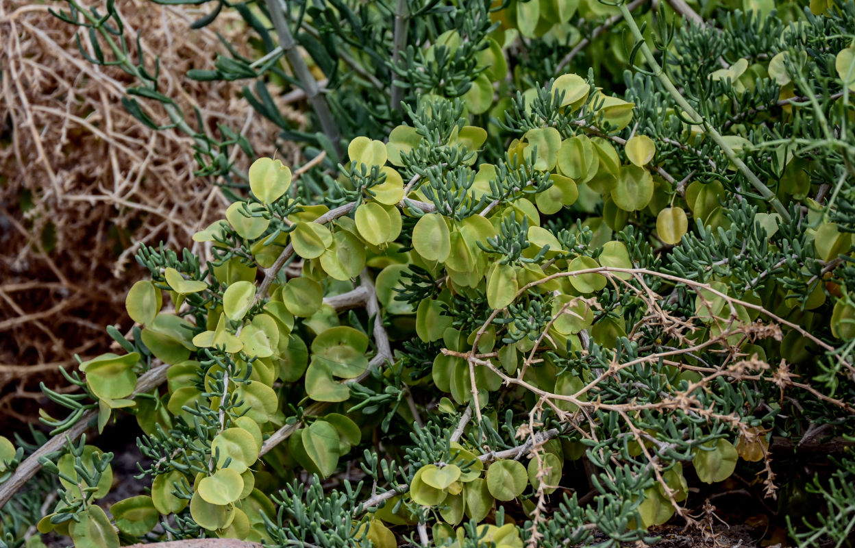 Image of Zygophyllum xanthoxylum specimen.