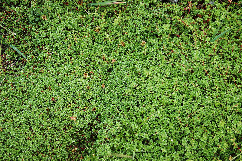 Image of Saxifraga oppositifolia specimen.