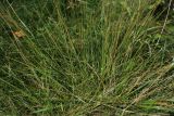 Sieglingia decumbens