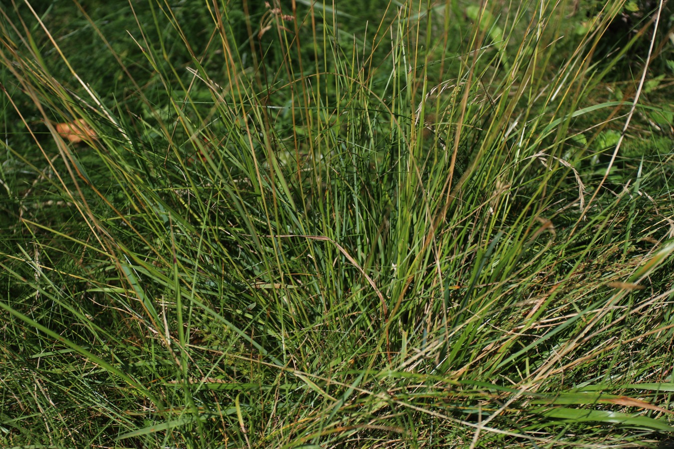Image of Sieglingia decumbens specimen.