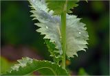 Papaver somniferum. Часть побега и лист с каплями воды (самосев). Московская обл., Раменский р-н, окр. дер. Хрипань, садовый участок. 24.07.2025.