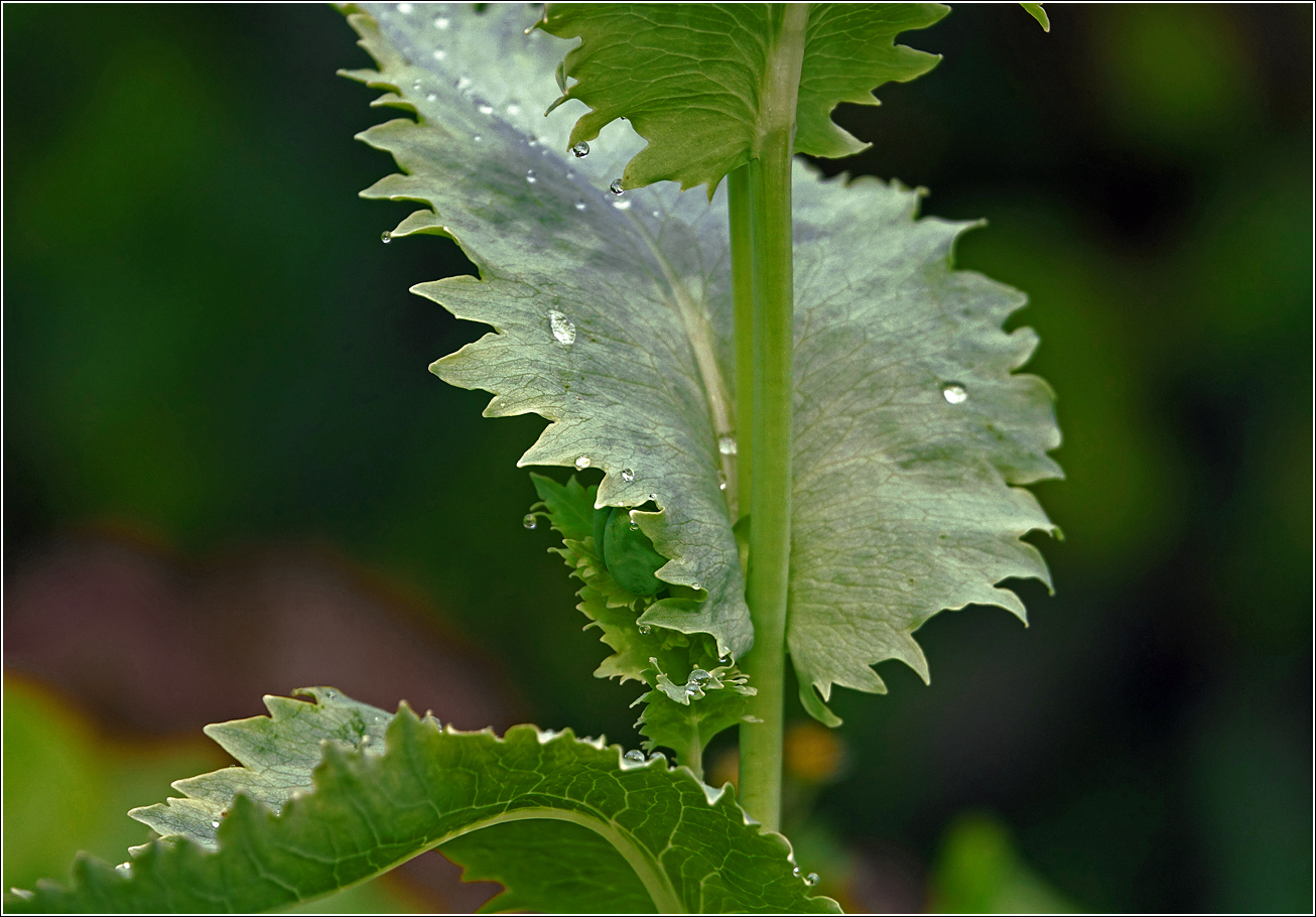Image of Papaver somniferum specimen.