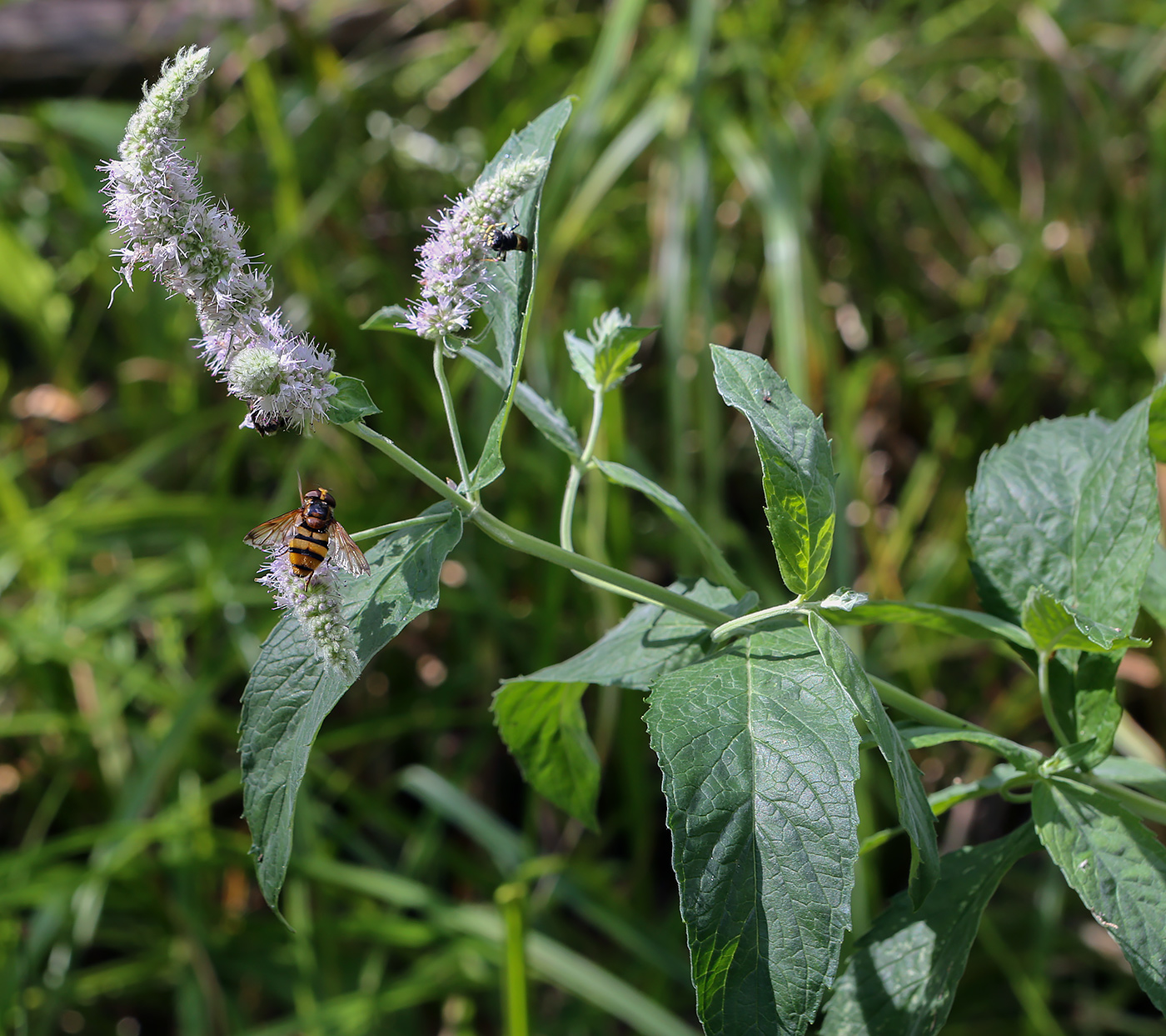 Image of Mentha longifolia specimen.