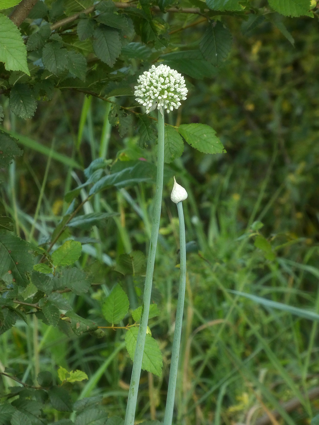 Image of Allium cepa specimen.