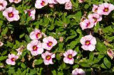 genus Calibrachoa