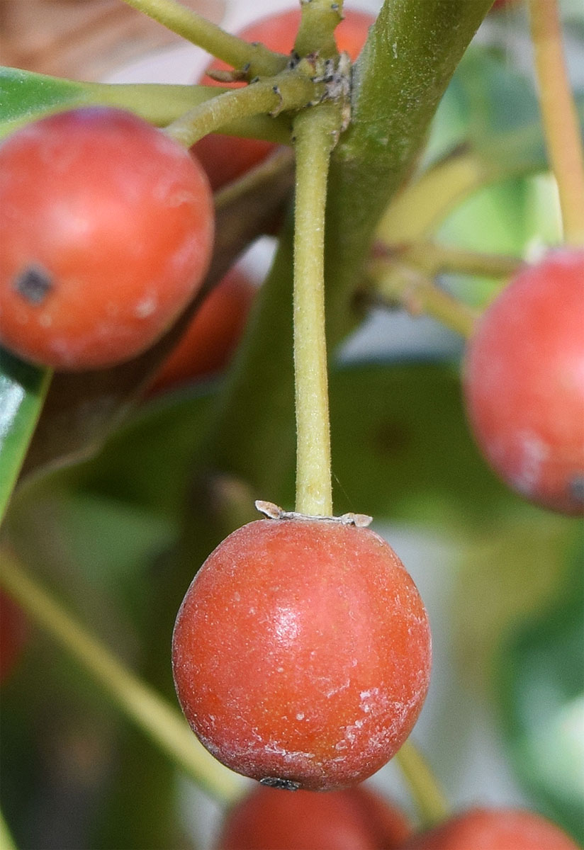 Изображение особи род Ilex.