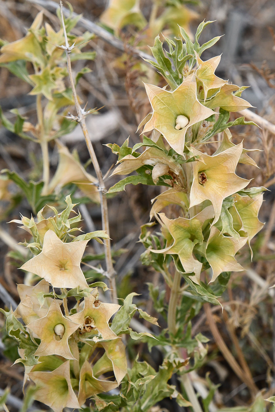 Image of Lagochilus platycalyx specimen.