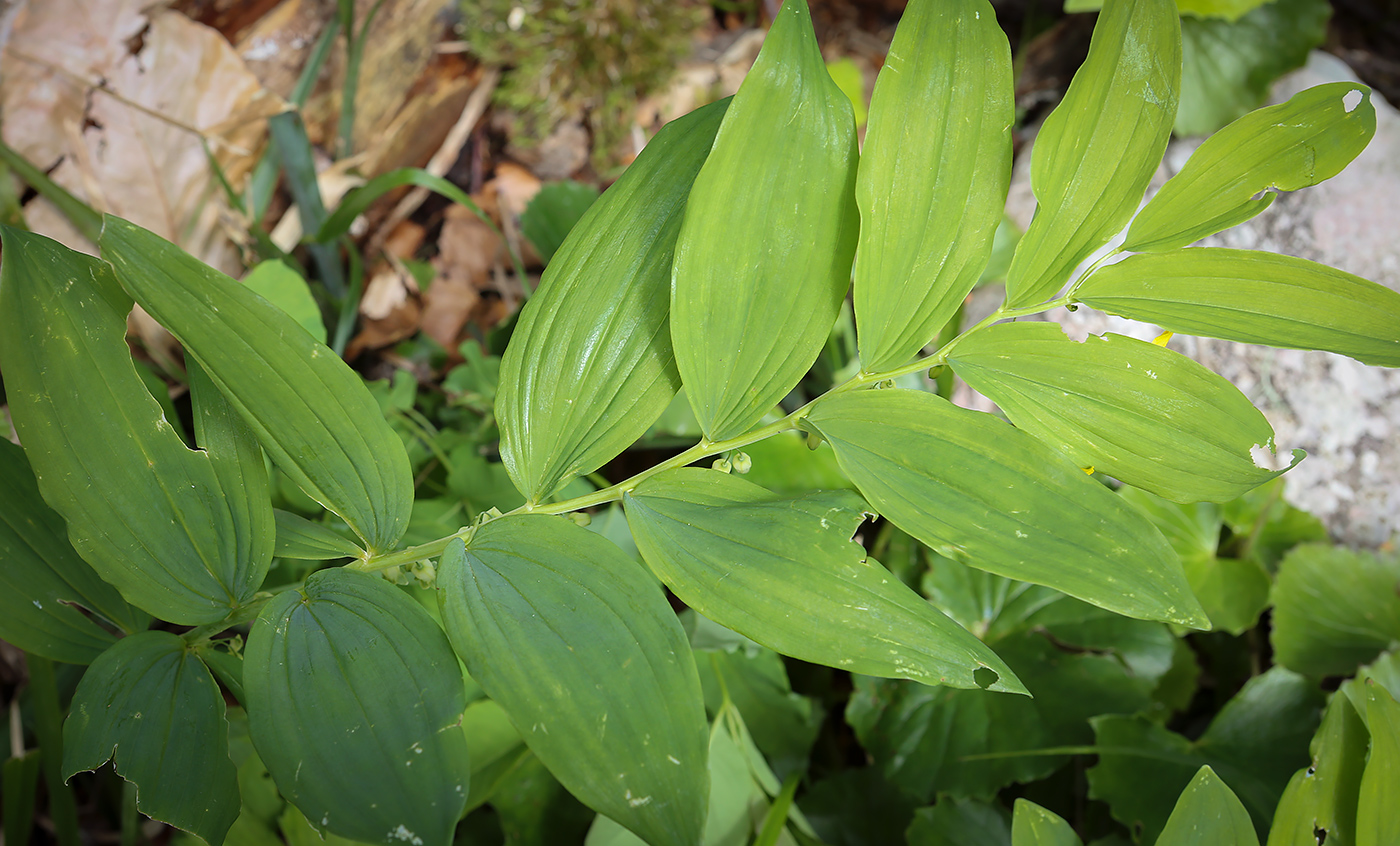 Image of Polygonatum multiflorum specimen.