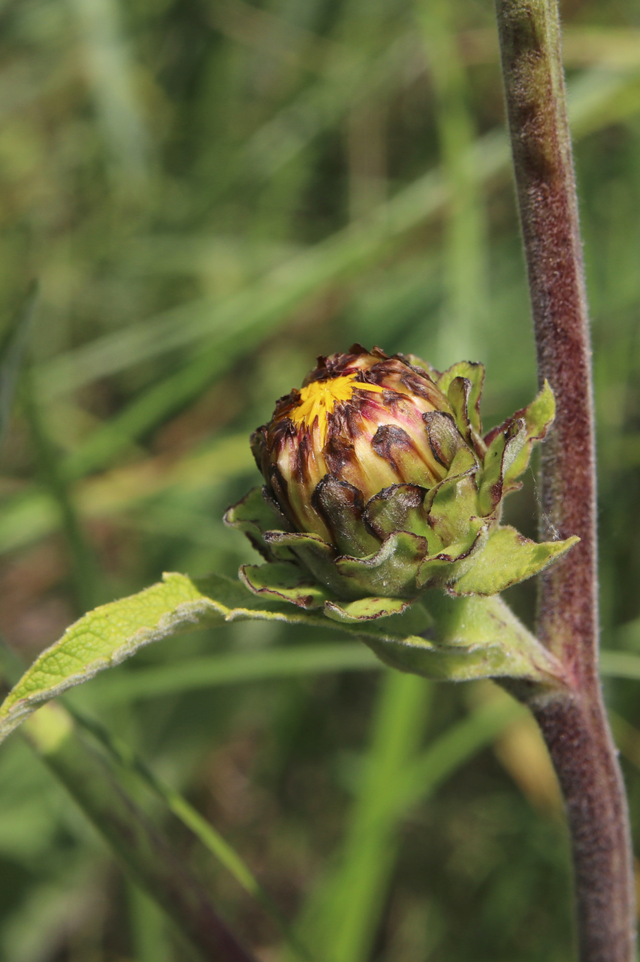 Image of Inula helenium specimen.