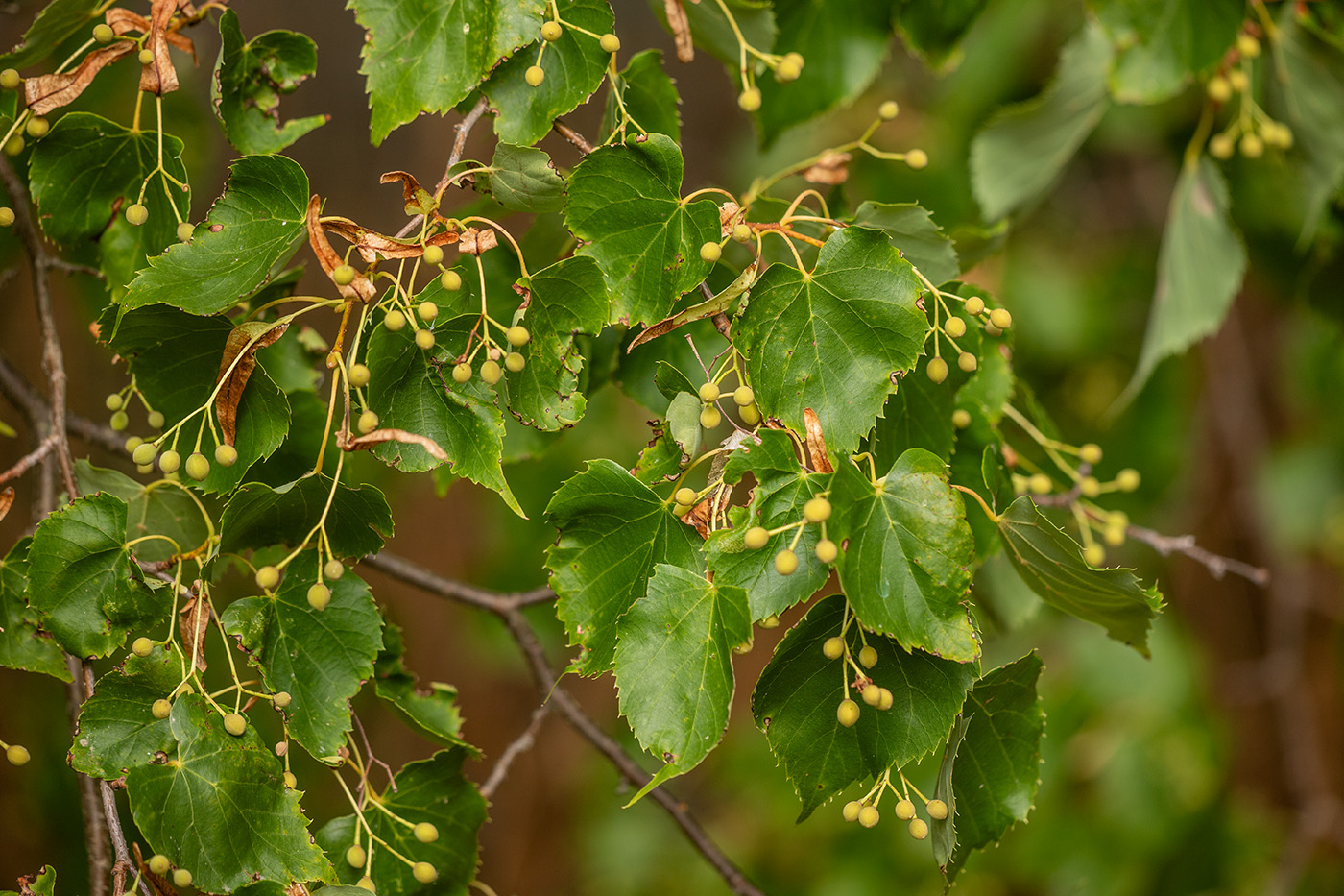 Image of Tilia cordata specimen.