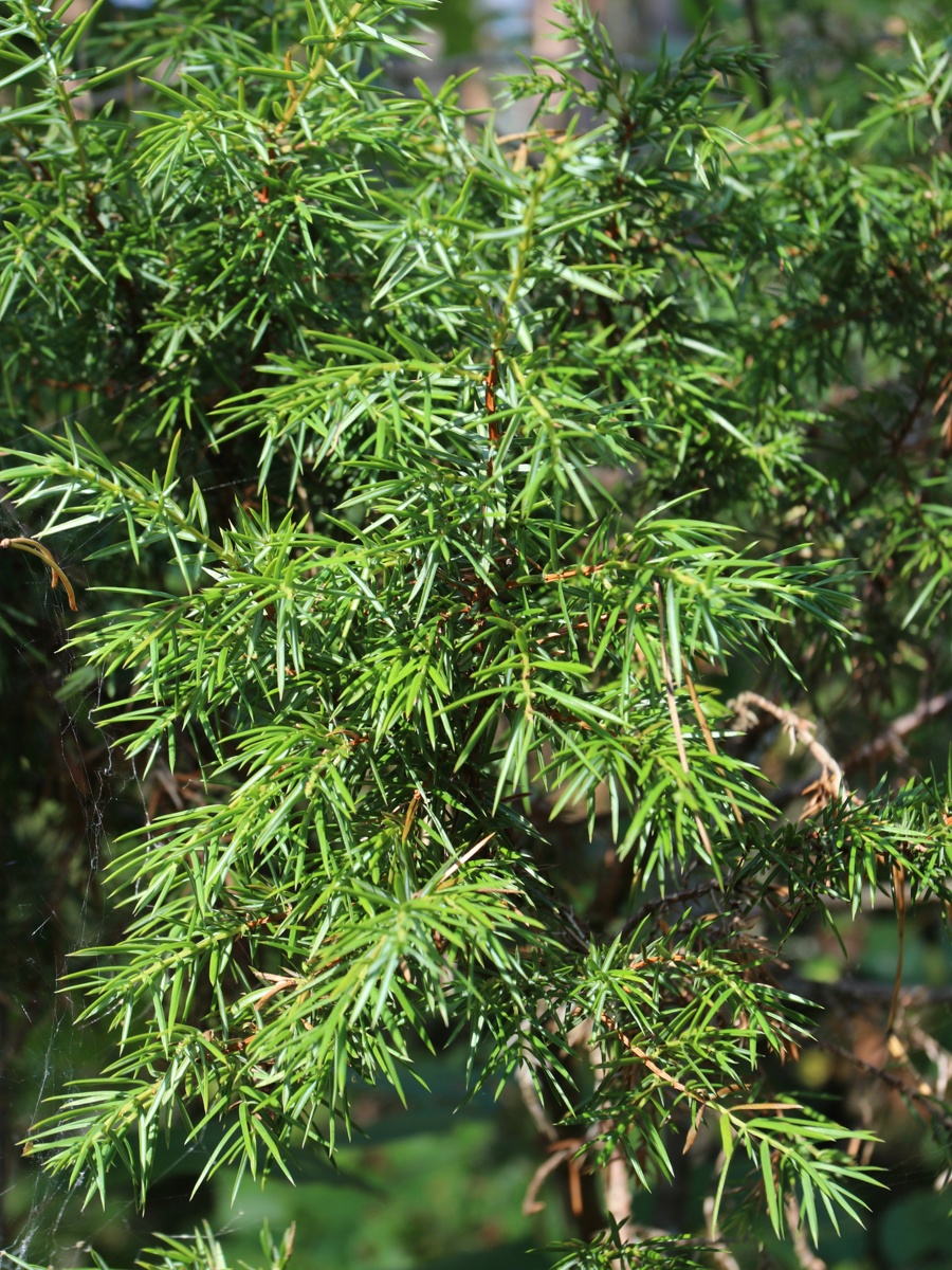 Изображение особи Juniperus communis.