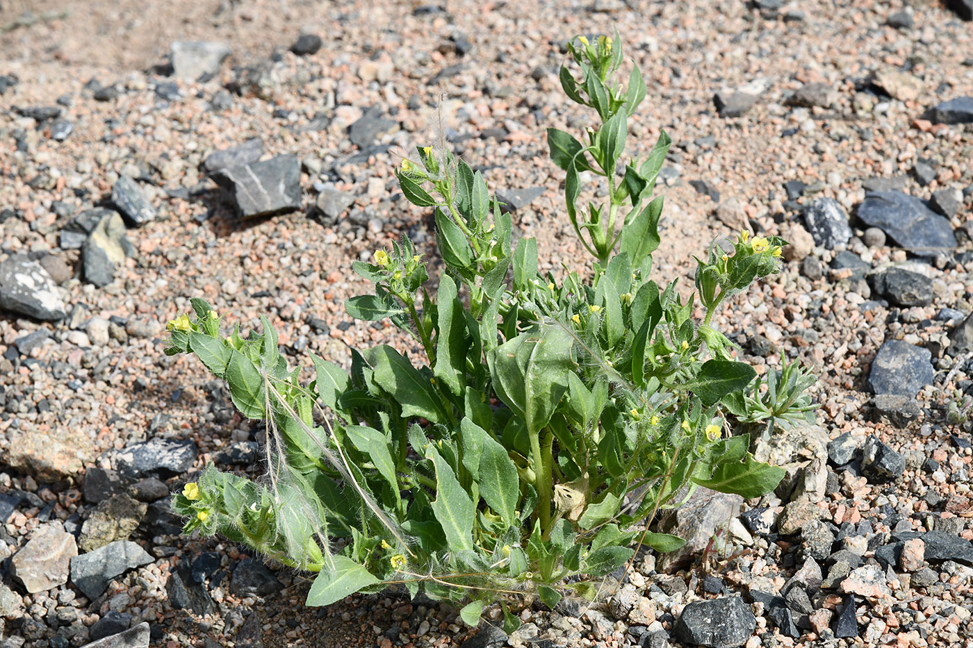 Изображение особи Hyoscyamus pusillus.