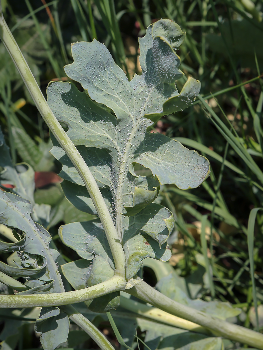 Image of Glaucium flavum specimen.