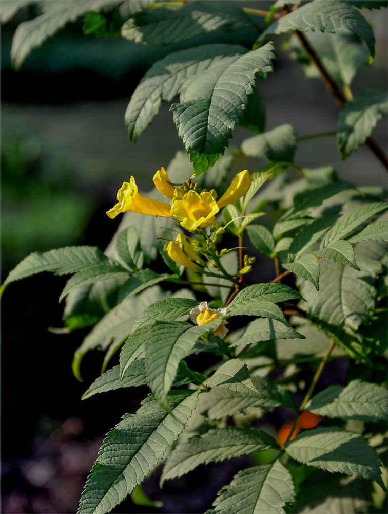 Image of Tecoma stans specimen.