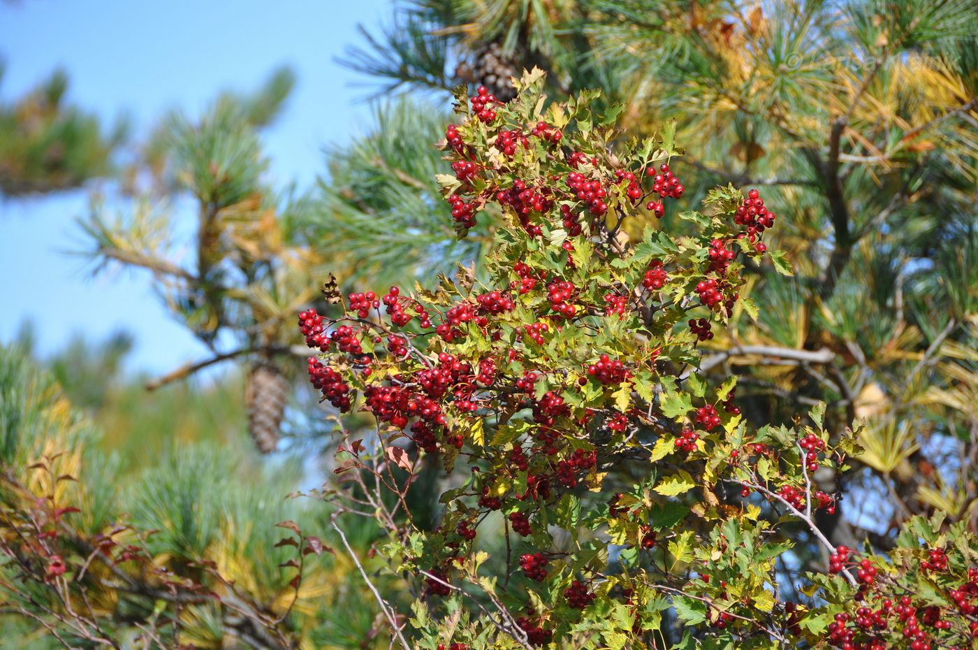 Image of genus Crataegus specimen.