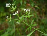 Galium rivale. Верхушка цветущего растения. Тульская обл., Заокский р-н, Бутиково, обочина лесной дороги. 07.09.2025.