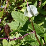 Cobaea scandens. Бутон, листья и усик. Свердловская обл., окр. г. Североуральск, дачный участок. 09.09.2022.