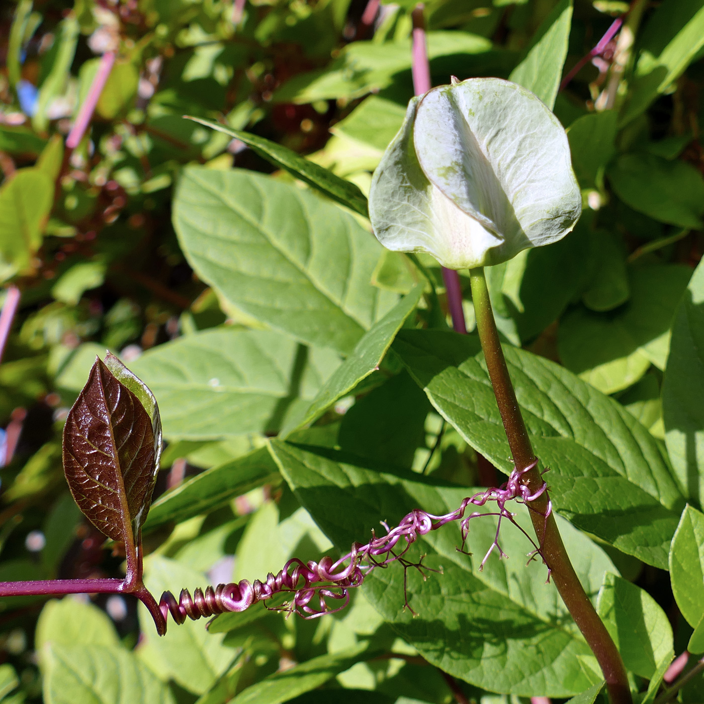 Изображение особи Cobaea scandens.