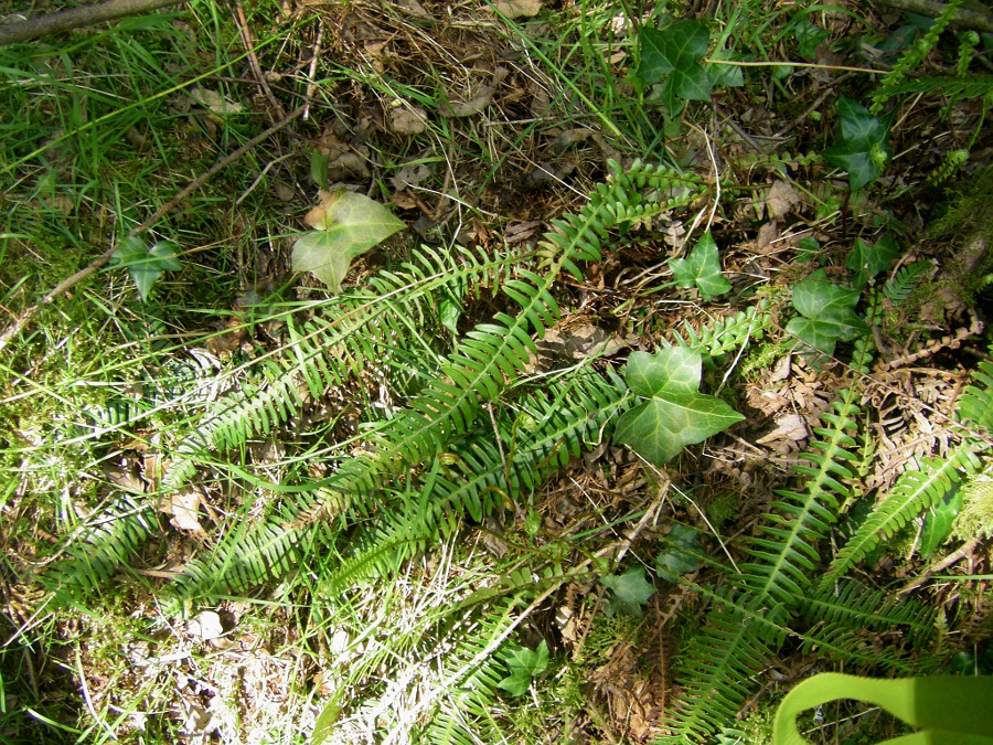 Image of Blechnum spicant specimen.