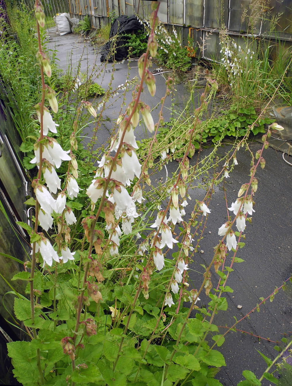 Изображение особи Campanula alliariifolia.