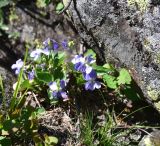 род Viola. Цветущее растение. Кабардино-Балкария, Эльбрусский р-н, висячая дол. р. Когутайка, выс. ок. 2360 м н.у.м., открытое место, в расщелине камней. 22 июня 2025 г.