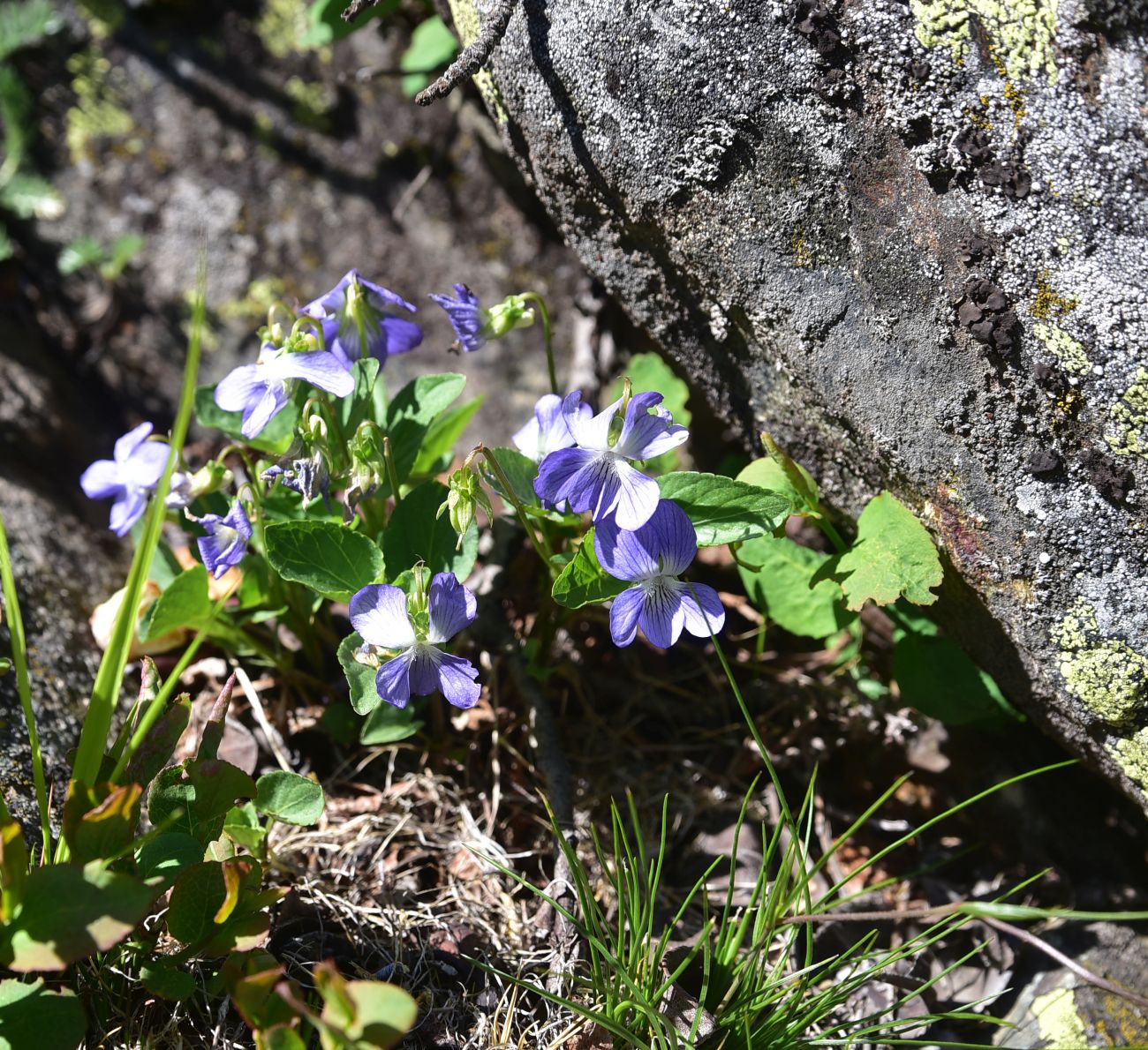 Изображение особи род Viola.