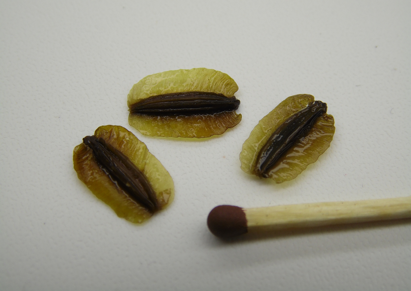 Image of Laserpitium latifolium specimen.