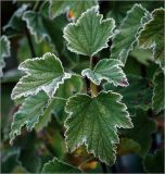 Ribes nigrum. Верхушка побега с листьями, покрытыми утренним инеем. Московская обл., Раменский р-н, окр. дер. Хрипань, садовый участок. 30.09.2010.