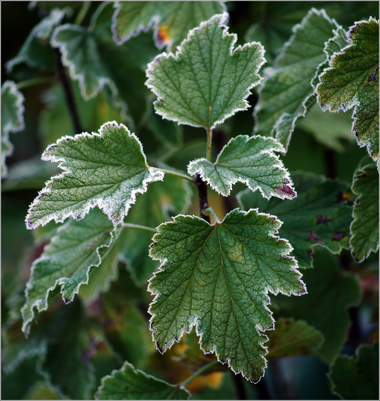 Image of Ribes nigrum specimen.