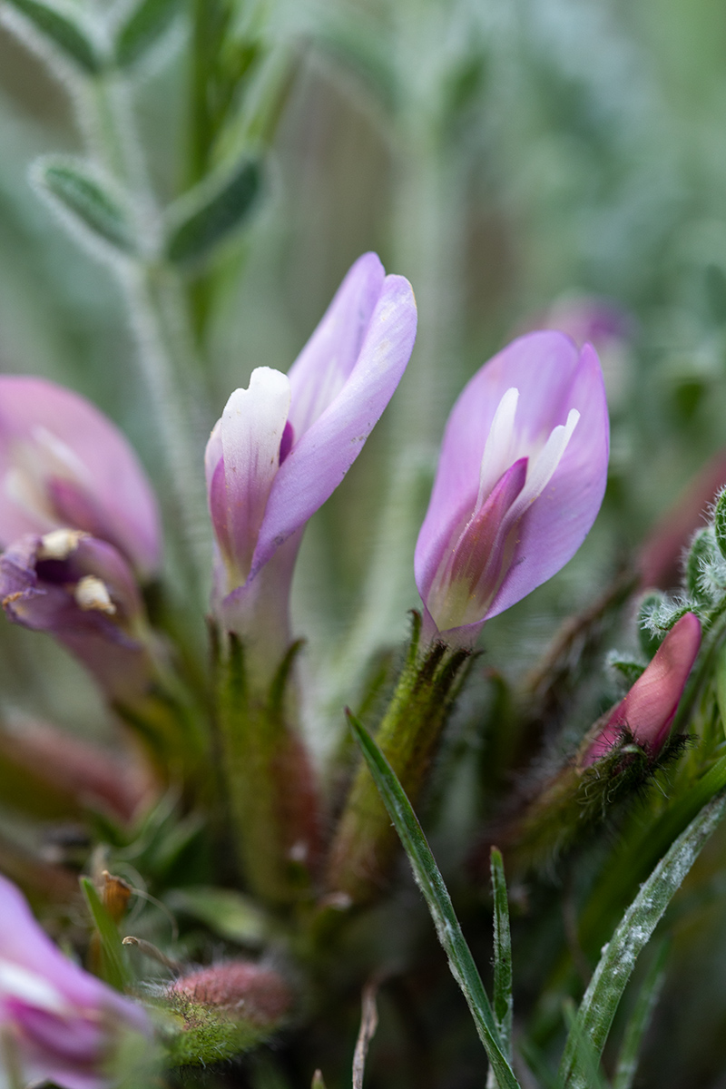 Image of genus Astragalus specimen.
