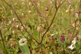 Melandrium astrachanicum. Незрелый плод. Астраханская обл., Наримановский р-н, окр. с. Николаевка, берег пересохшего ерика, луг. 01.05.2026.