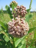 Asclepias syriaca