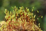 Bryum caespiticium. Спорогоны. Ленинградская обл., Ломоносовский р-н, дер. Дубки, дачный участок, на старом кирпиче у крыльца. 09.05.2026.