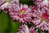 Bellis perennis. Соцветия (махровая форма). Московская обл., Раменский р-н, окр. дер. Хрипань, садовый участок. 30.05.2026.