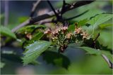 Crataegus submollis. Соплодие с незрелыми плодами. Московская обл., Раменский р-н, окр. дер. Хрипань, садовый участок. 04.06.2026.